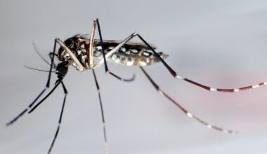 Mithilfe der Wiesbadener ist gefragt