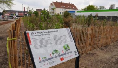 Erstes Mini-Wäldchen in Hannover-Vahrenwald eingeweiht | NDR.de - Nachrichten - Niedersachsen