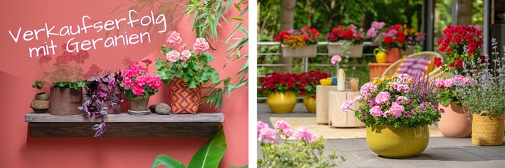 Verkaufserfolg mit Geranien: Mit der richtigen Warenpräsentation und kostenlosen Marketingtools von PfE den Absatz steigern