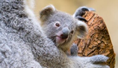 Koala-Baby hat nun einen Namen