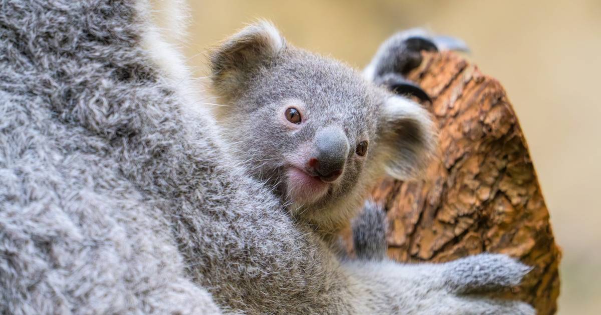 Koala-Baby hat nun einen Namen