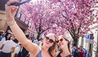 Tausende bestaunen die prachtvolle Kirschblüte