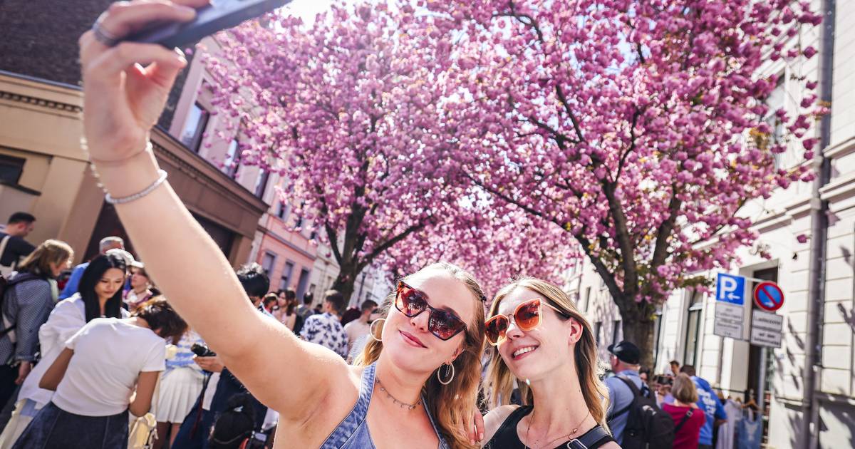 Tausende bestaunen die prachtvolle Kirschblüte