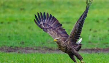 Seeadler-Paar in Duisburg bekommt drei Junge