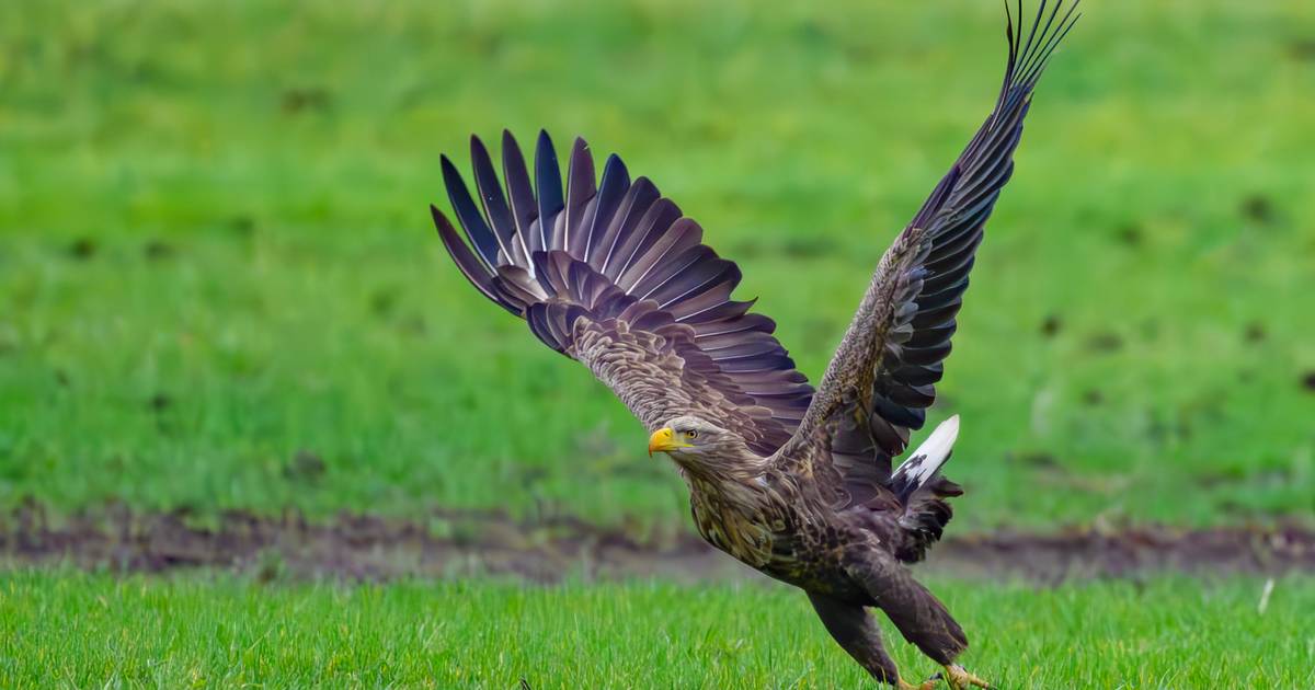 Seeadler-Paar in Duisburg bekommt drei Junge
