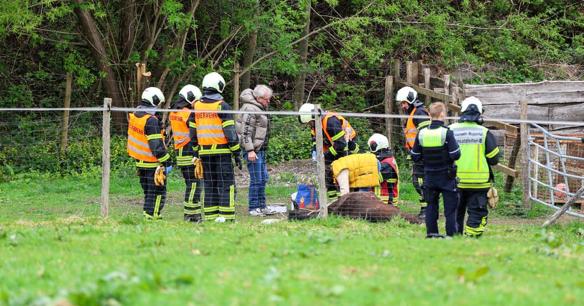 Autofahrer (82) und Pferd sterben bei tragischem Unfall in Wuppertal
