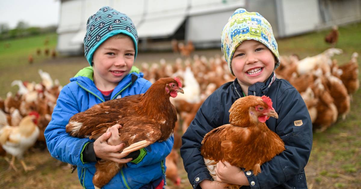 Wo 1600 Hühner Bio-Eier für Ostern legen