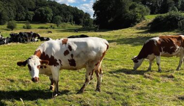 Düsseldorf: Wandern und spazieren gehen