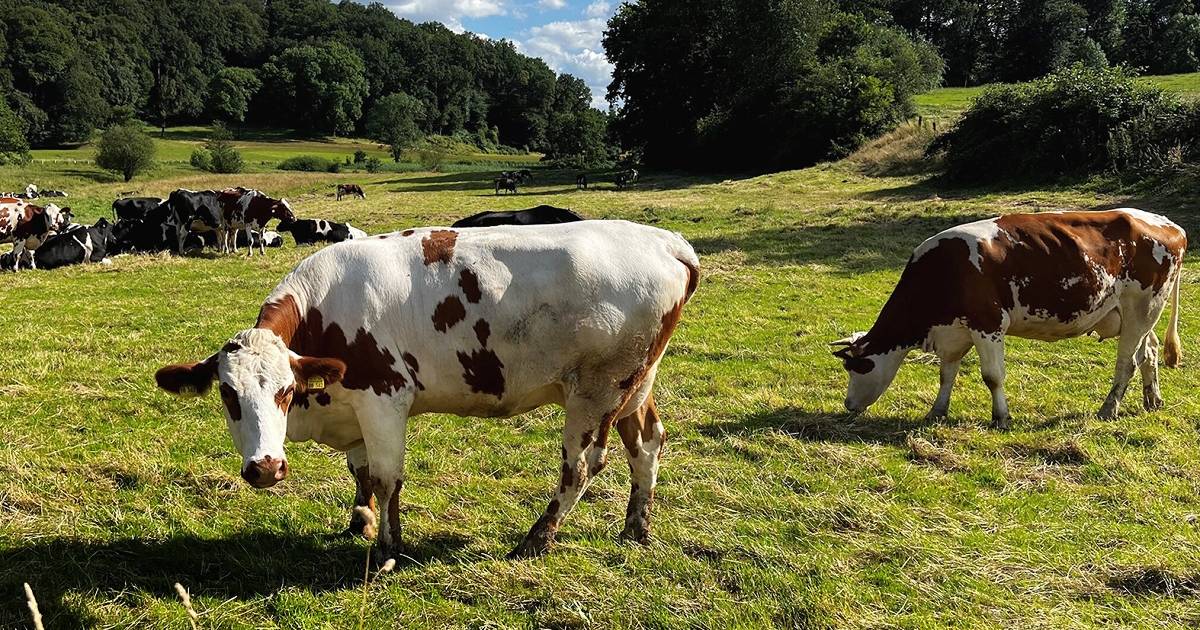 Düsseldorf: Wandern und spazieren gehen