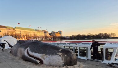 Rund 15 Meter lange Wal-Attrappe ist am Jungfernstieg zu sehen | NDR.de - Nachrichten