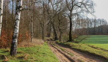 Weg am Waldrand