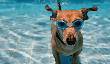 Google bringt KI-Videogenerator Veo 2 in die Gemini-App