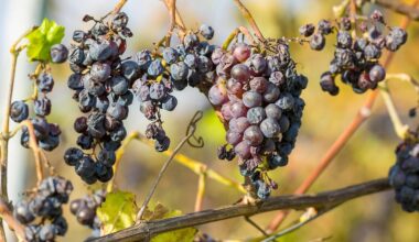 Klimawandel und Konsumverhalten beeinträchtigen Weinproduktion
