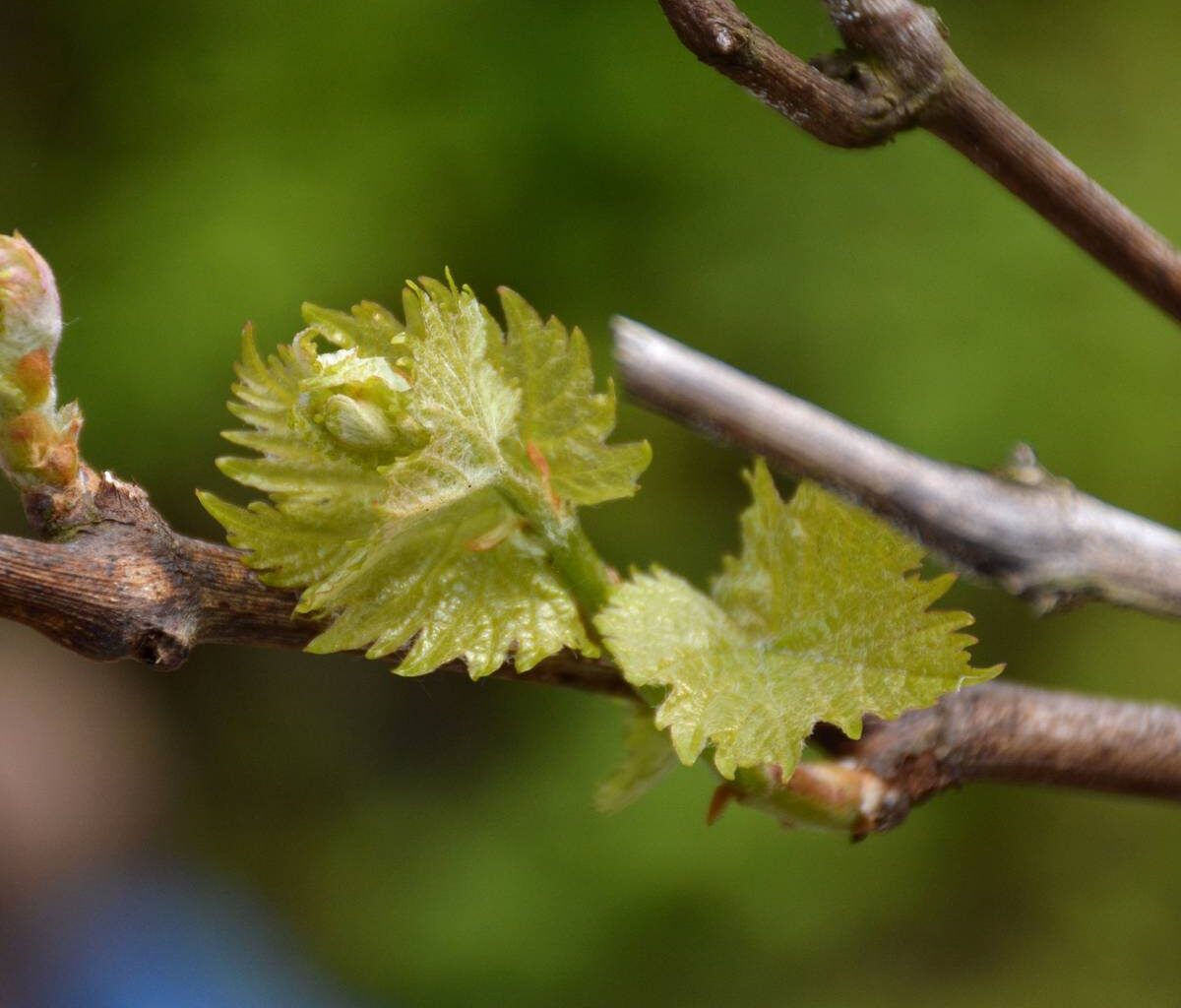 Weinfest in Essen startet - Mit Wein aus Essen?