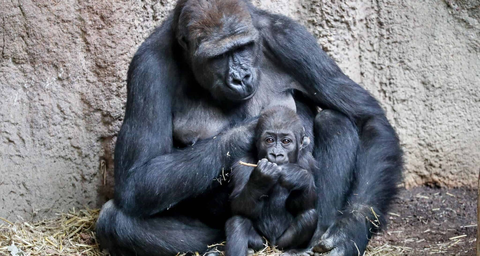 Weiterer Gorilla im Leipziger Zoo gestorben