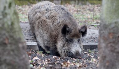 Wildschwein verletzt Frau in Berliner Park
