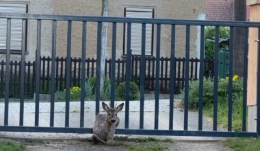 Reh bleibt im Zaun vom Moritzburger Grundsteuerrebellen stecken