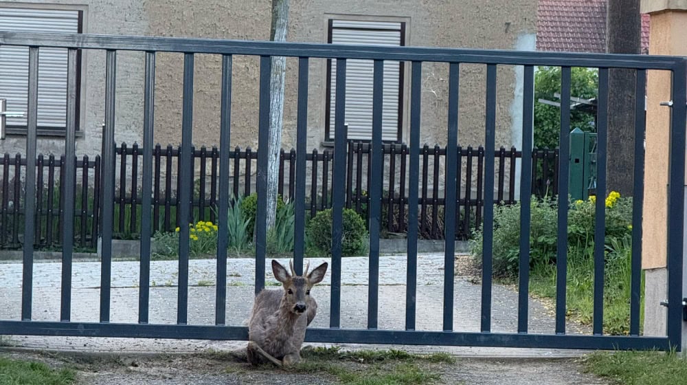 Reh bleibt im Zaun vom Moritzburger Grundsteuerrebellen stecken
