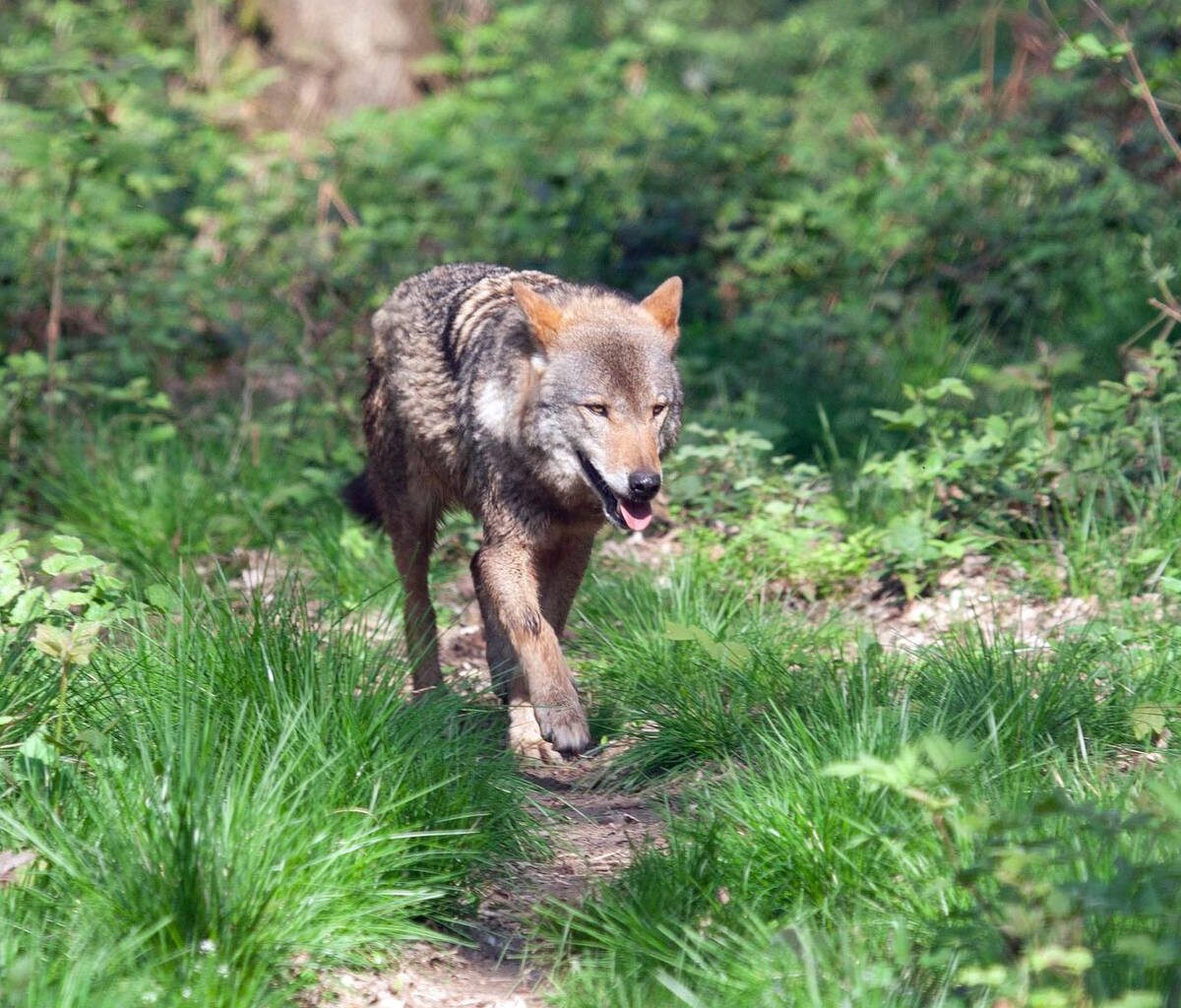 Läuft ein Wolf durch Essen? Das sagen die Experten!