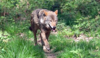 Läuft ein Wolf durch Essen? Das sagen die Experten!