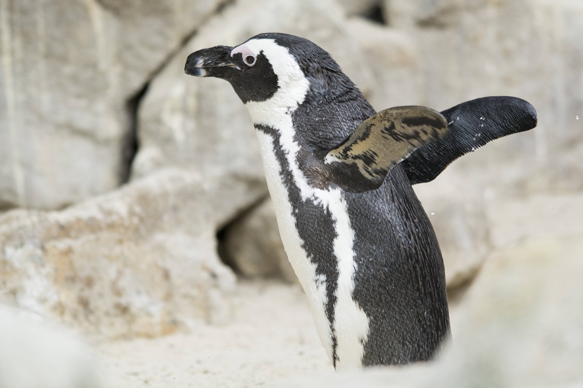 Kirsten aus Duisburg möchte noch einmal in den Zoo – es endet HIER