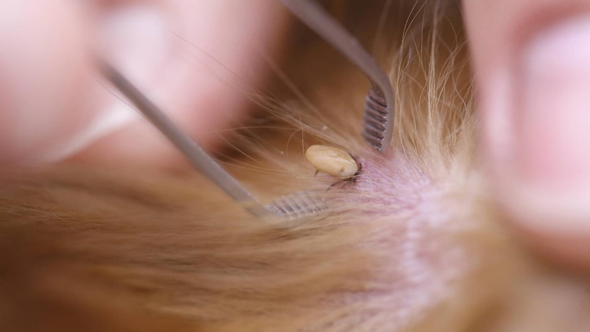 Braucht mein Hund jetzt ein Zeckenhalsband?