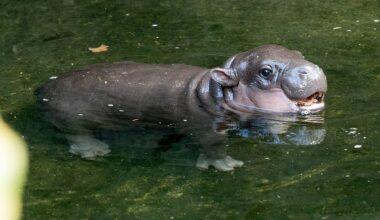 Zoo Berlin-Mitarbeiter über Zwerg-Hippo Toni: „Unser Herz weint“