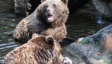 Zoo Berlin: Aufregung im Bären-Gehege! Besucher sind völlig von den Socken