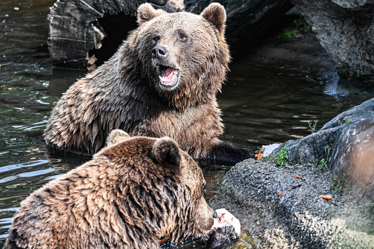 Zoo Berlin: Aufregung im Bären-Gehege! Besucher sind völlig von den Socken