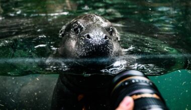 Zoo Berlin verkündet große Hippo-News – Fans reagieren sofort