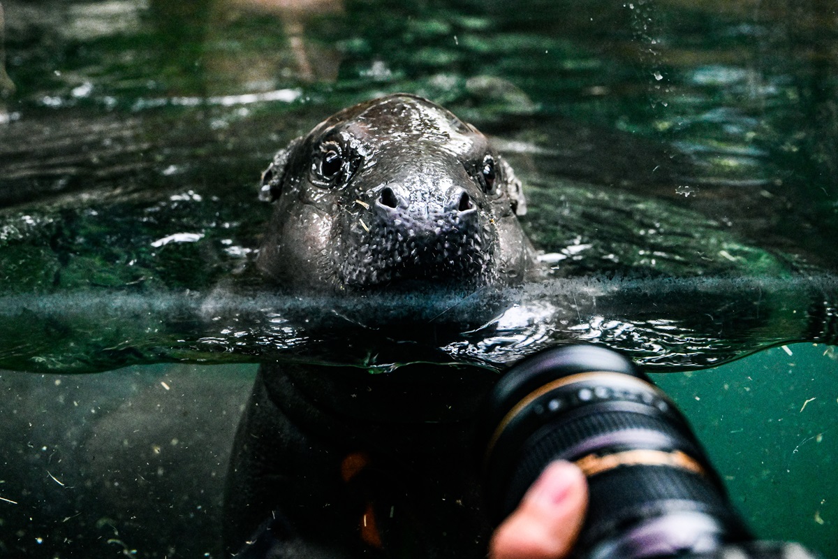 Zoo Berlin verkündet große Hippo-News – Fans reagieren sofort