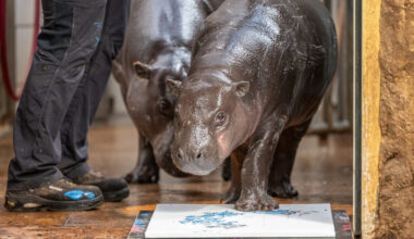Zoo Duisburg: Irre Szenen im Gehege! Besucher trauen ihren Augen kaum