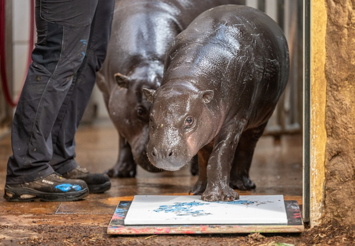 Zoo Duisburg: Irre Szenen im Gehege! Besucher trauen ihren Augen kaum