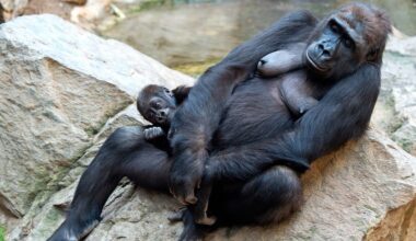 Nach Tod zweier Gorillas im Zoo Leipzig: Ursache wohl Coli-Bakterien
