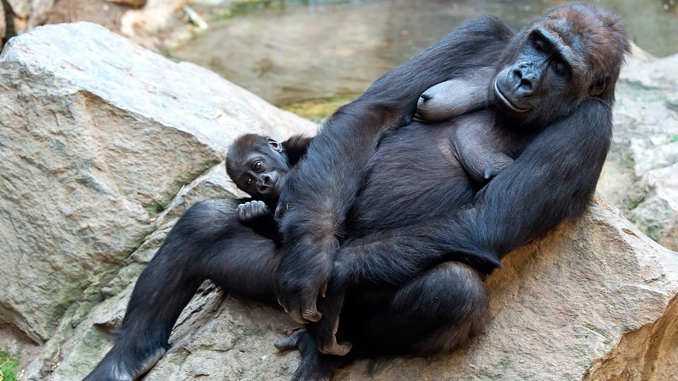 Nach Tod zweier Gorillas im Zoo Leipzig: Ursache wohl Coli-Bakterien