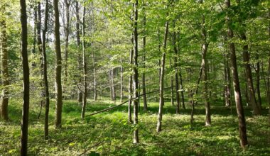Wie geht es dem Durlacher Wald?
