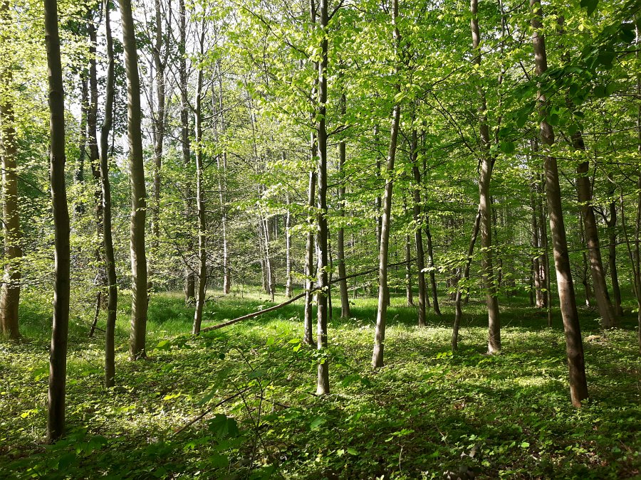 Wie geht es dem Durlacher Wald?