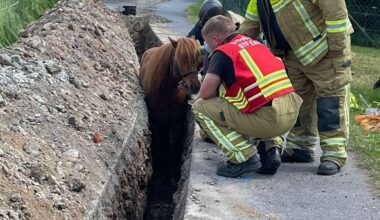 Dresden: Pony steckt bis zum Hals im Graben - Feuerwehr im Einsatz! | News