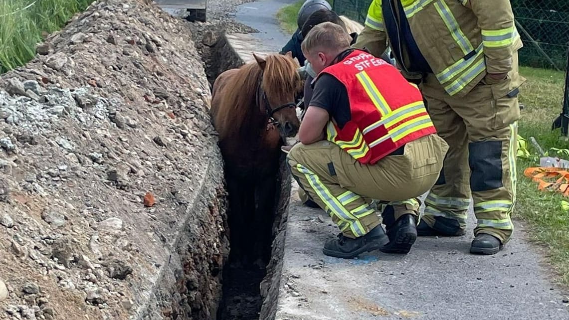 Dresden: Pony steckt bis zum Hals im Graben - Feuerwehr im Einsatz! | News