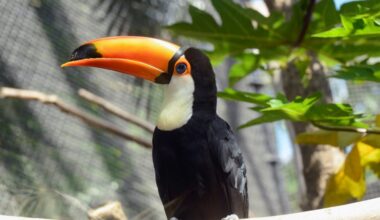 Bei einer nächtlichen Verkehrskontrolle auf der Autobahn 2 bei Hannover hat die Polizei mehrere exotische Tiere entdeckt, die ohne gültige Papiere transportiert wurden. Darunter waren ein Riesentukan und eine Krontaube. (BERTRAND GUAY)