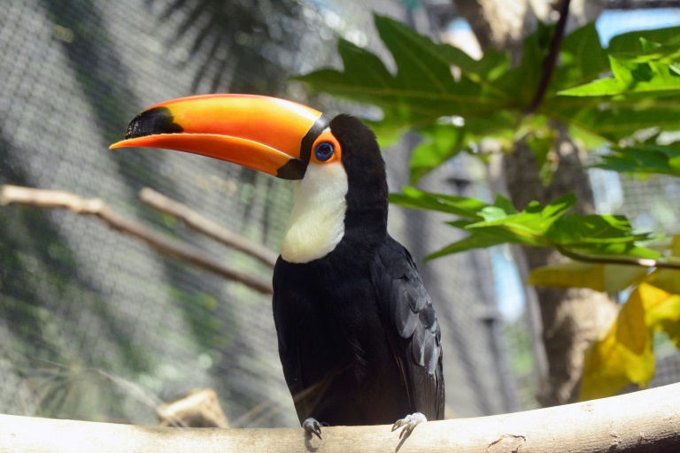 Bei einer nächtlichen Verkehrskontrolle auf der Autobahn 2 bei Hannover hat die Polizei mehrere exotische Tiere entdeckt, die ohne gültige Papiere transportiert wurden. Darunter waren ein Riesentukan und eine Krontaube. (BERTRAND GUAY)