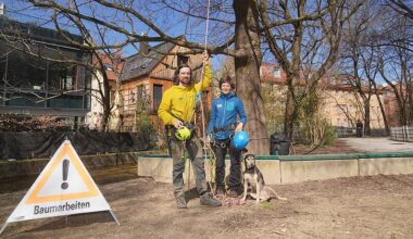 Baumpfleger-Paar über alte Bäume in München: "Sie erzeugen hundert Mal so viel Sauerstoff"