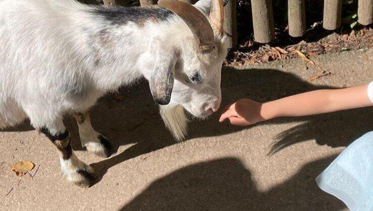 Tierpark Hellabrunn München schließt Streichelgehege