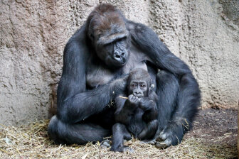 Gorilla-Dame Kibara bekam 2016 und 2017 Nachwuchs. Vergangene Woche starb sie an einer Erkrankung, die dem Zoo Leipzig noch immer Rätsel aufgibt.