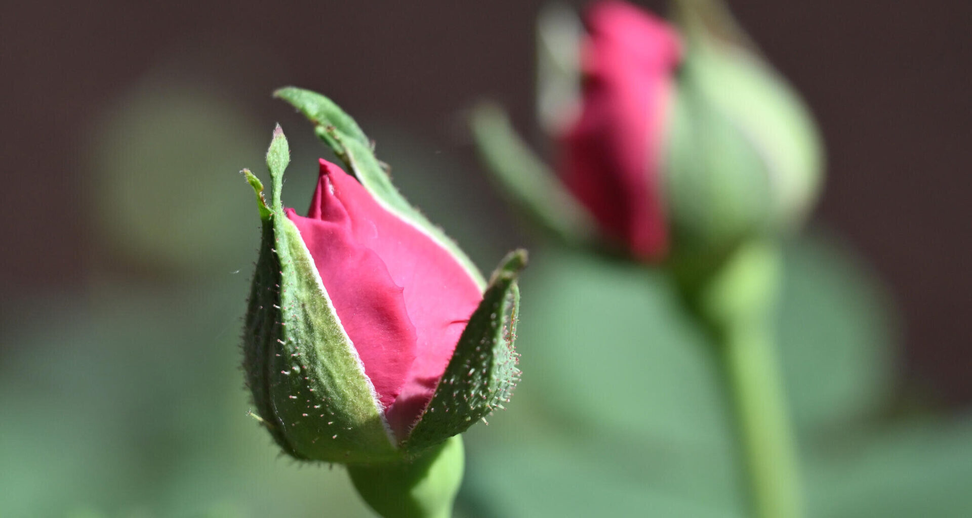 Was diese Blume mit der Kulturhauptstadt zu tun hat