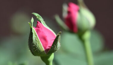 Was diese Blume mit der Kulturhauptstadt zu tun hat