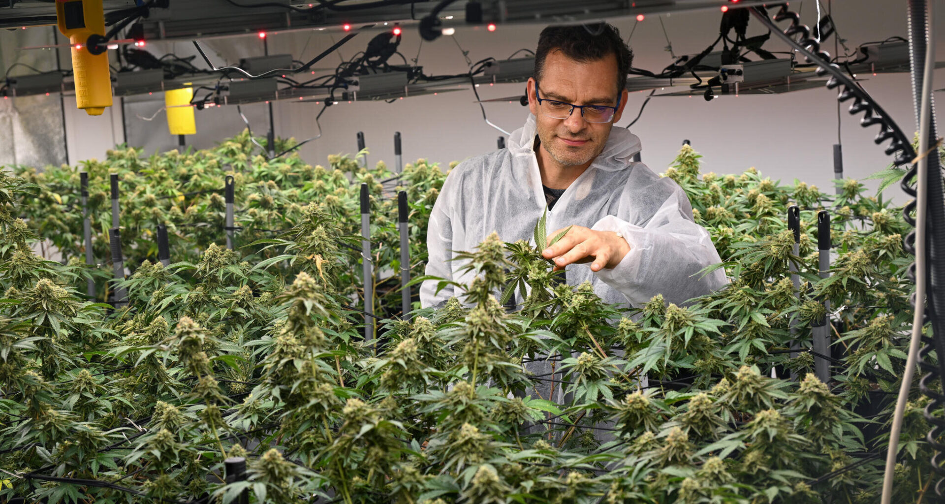Erster Chemnitzer Cannabisclub startet mit regulierter Ausgabe
