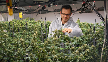 Erster Chemnitzer Cannabisclub startet mit regulierter Ausgabe