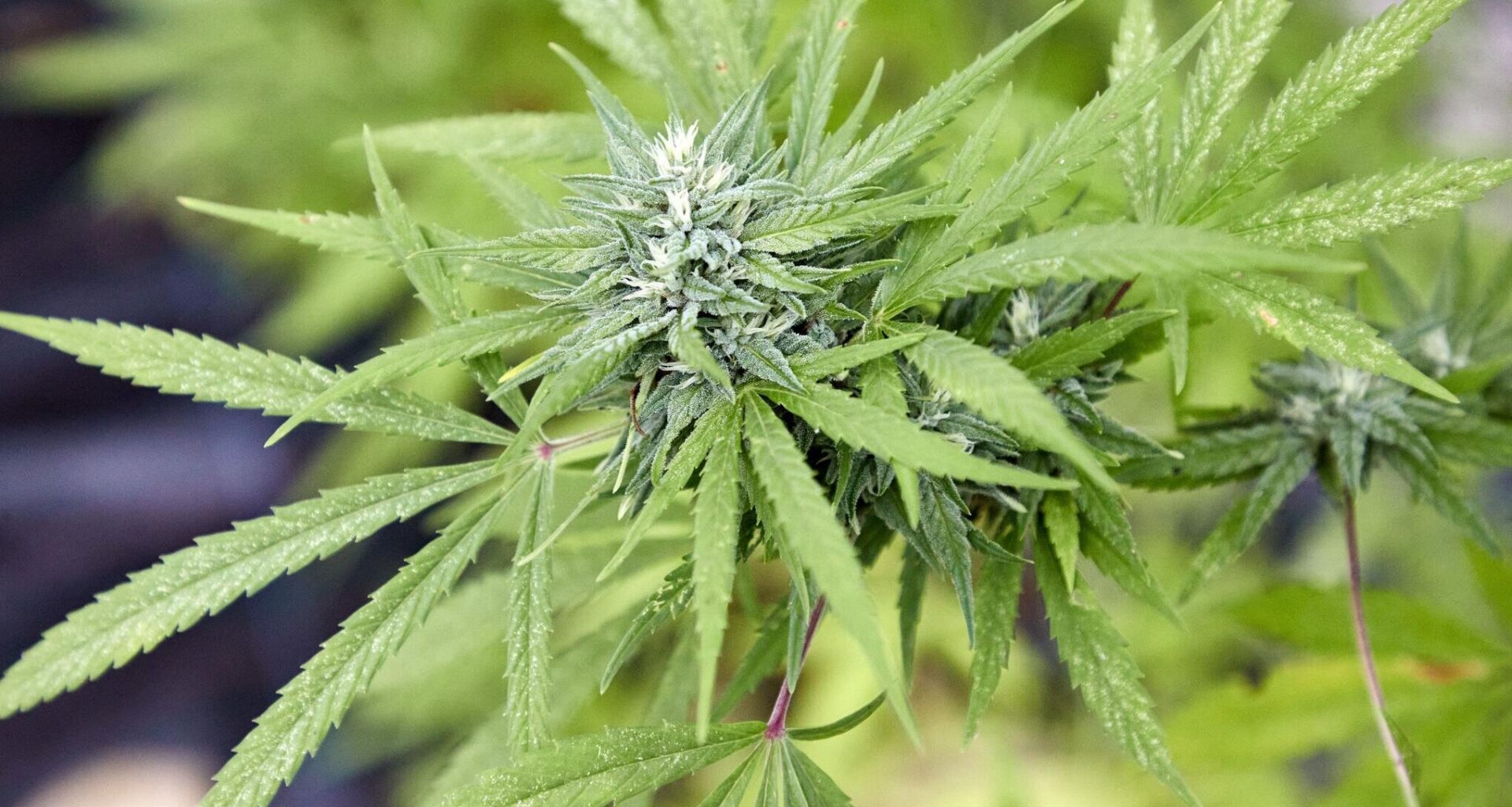 20 Kilogramm Cannabis für ein Musikvideo filmen ist keine Straftat