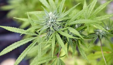 20 Kilogramm Cannabis für ein Musikvideo filmen ist keine Straftat